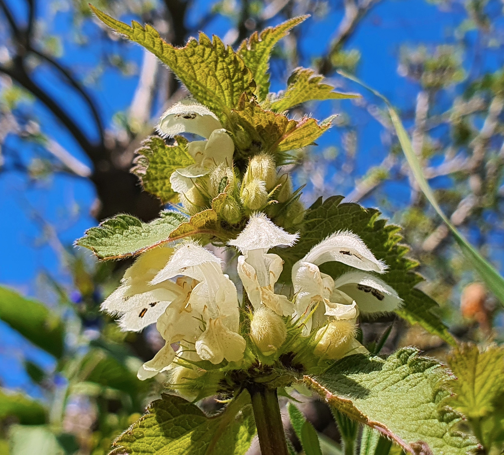 White are alive with insects PoMS